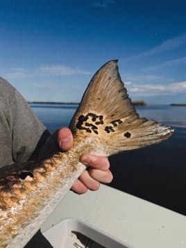 Louisiana Fly Fishing Charter