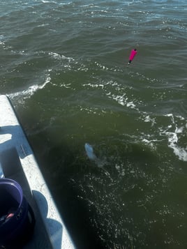 Half Day Trup With Live Bait