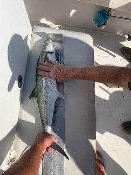 4hr-inshore Jetty Fishing