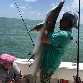 Bull Red / Shark Hunt