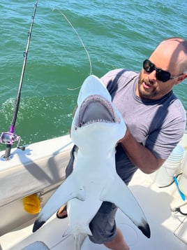 Bull Red / Shark Hunt