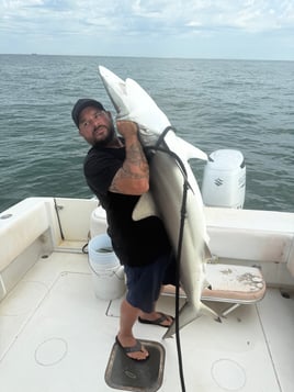 Bull Red / Shark Hunt