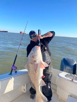 Bull Red / Shark Hunt