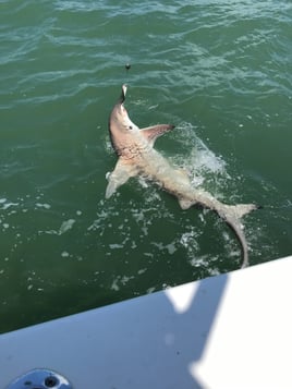 Bull Red / Shark Hunt