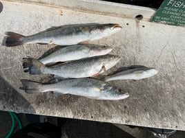 Inshore Fishing 