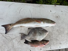Inshore Fishing 