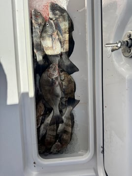 6 Hour Offshore Bottom/Trolling