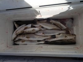 Speckled Trout Fishing in South Padre Island, Texas