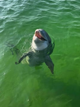 Gulf Thrills: 5-8 Hour Fishing