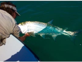 Inshore Tarpon Trip