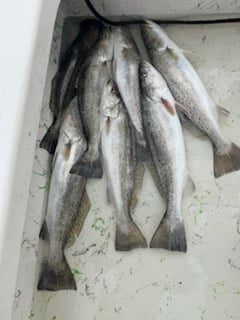 POC Fishing Frenzy