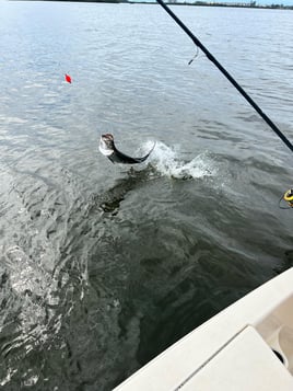 Bountiful Backwaters of Sarasota