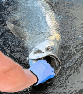 Fort Myers Inshore Angling