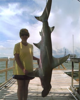 Sharks From a Big Boat