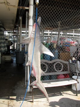 Sharks From a Big Boat