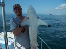 Sharks From a Big Boat