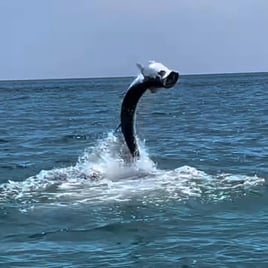 Tarpon and Shark Action