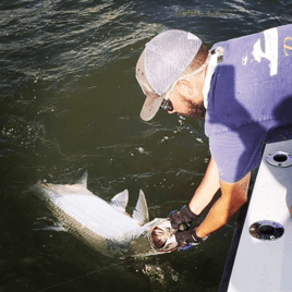 Tarpon Fishing in Miami Beach, Florida