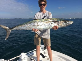 Kingfish Fishing in Sarasota, Florida