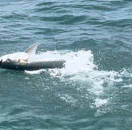 Silver Kings Adventure