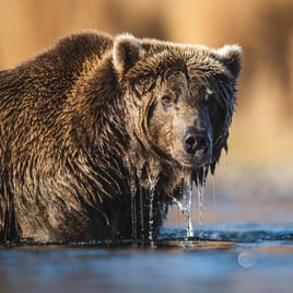 Best of Bristol Bay Package