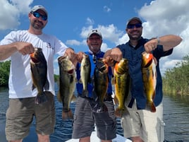 Largemouth Bass, Peacock Bass Fishing in Plantation, Florida