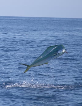 Ultimate Quepos Sportsman's Trip