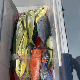 Extreme Reef Trip - 26' Twin Vee