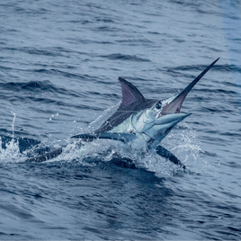 Hardcore Seamount Adventure