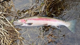 Crooked River Fly Fishing