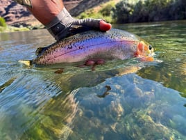 Deschutes River Rainbows