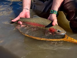 Deschutes River Rainbows