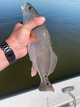 OBX Inshore Slam
