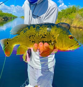 Peacock Bass Fishing in Fort Lauderdale, Florida