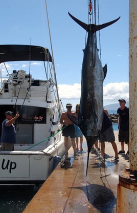 Maui Sportfishing