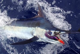 Maui Sportfishing