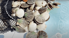 Scalloping Trip Homosassa