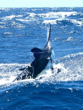 Ocean City Offshore Excitement