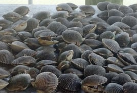 Crystal River Scalloping