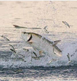 Holmes Beach "Silver King" Slam