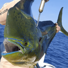 Half Day Offshore Fishing