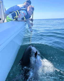 Plymouth Big Tuna Chase