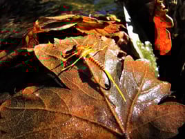 Fly Fishing the South of France