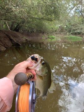 Marsh Flats on Toledo Bend