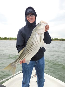 Striper Fishing Lake Whitney