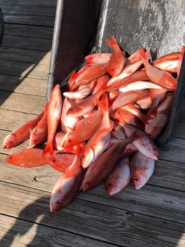4 hour snapper trip