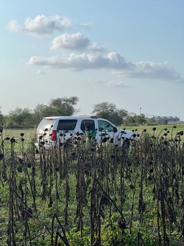 South Texas Doves and White Wings