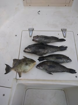 Black Seabass, Triggerfish Fishing in St. Marys, Georgia