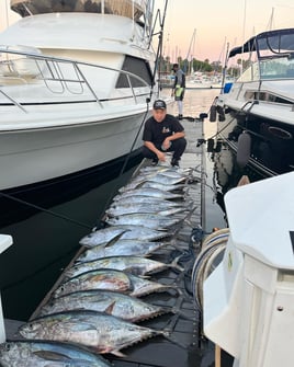 Offshore Tuna Chase