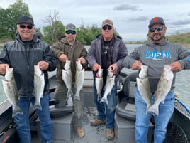 Sacramento River Striped Bass